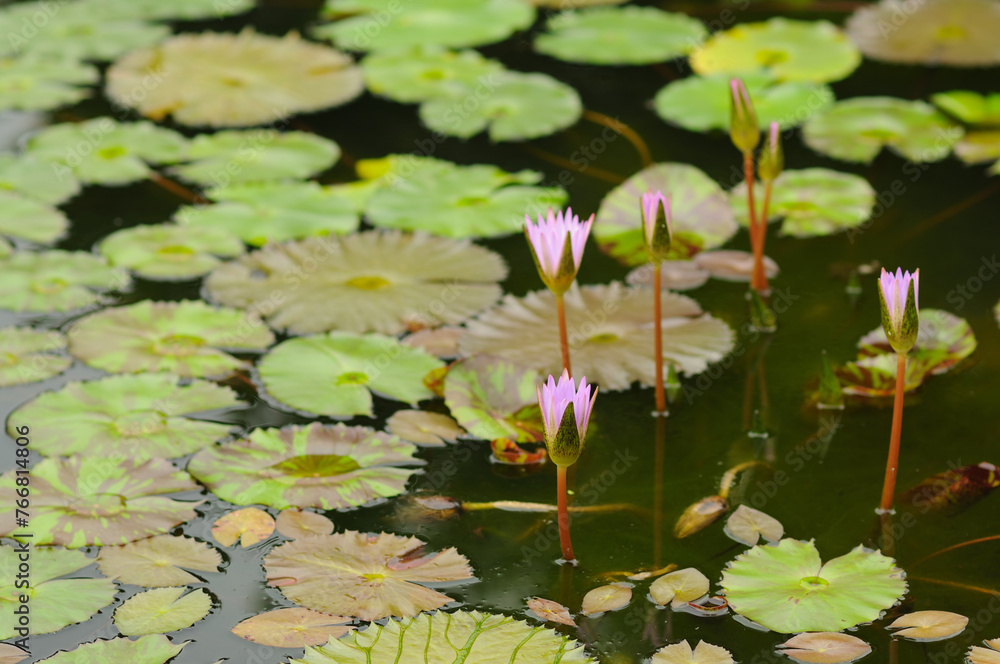 Purple Water Lilies and Lily Pads Purple Water Lilies and Lily Pads
