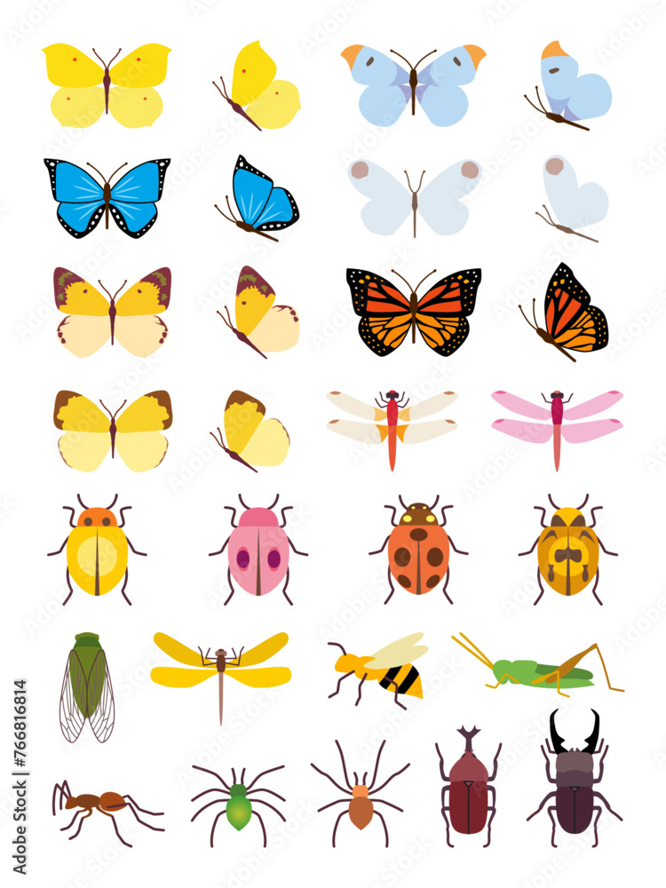 various types of insect illustrations