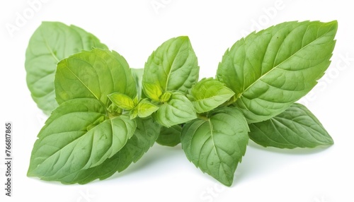 Holy Basil leaf or thai basil or Ocimum sanctum isolated on white background , Green leaves pattern
