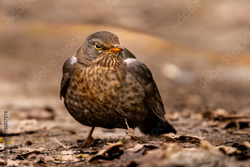 Trush, bird in detail, wildlife photo