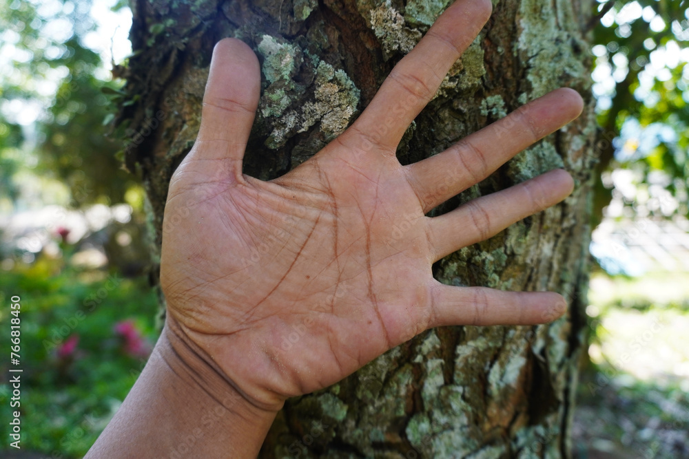 open palm on a large tree trunk to measure the diameter of the tree trunk
