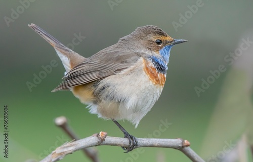 Bluethroat (Luscinia svecica) is a passerine bird that feeds on invertebrates and insects on the edges of small water holes close to wetlands. It is seen in Asia, Europe and Africa. photo