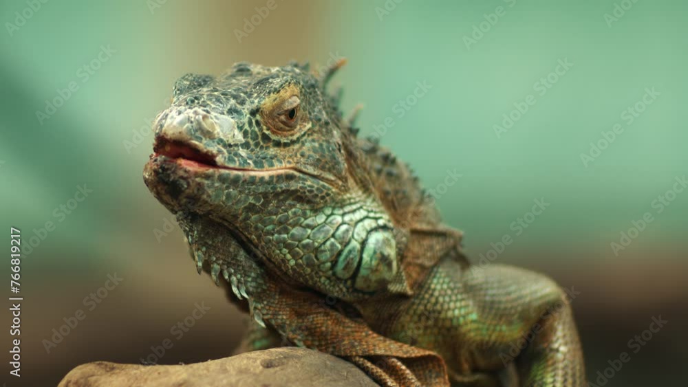 The iguana was looking bewildered. Static shot The iguana was looking bewildered. Static shot