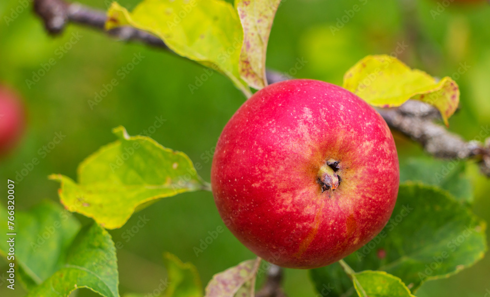 Tasty red apple ripening on the tree in the garden on the sunset light Tasty red apple ripening on the tree in the garden on the sunset light