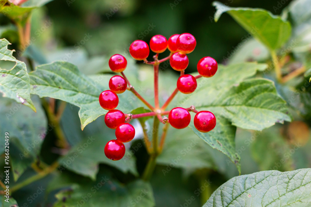 Juicy red viburnum berries ripen on a branch outdoors against a background of green foliage