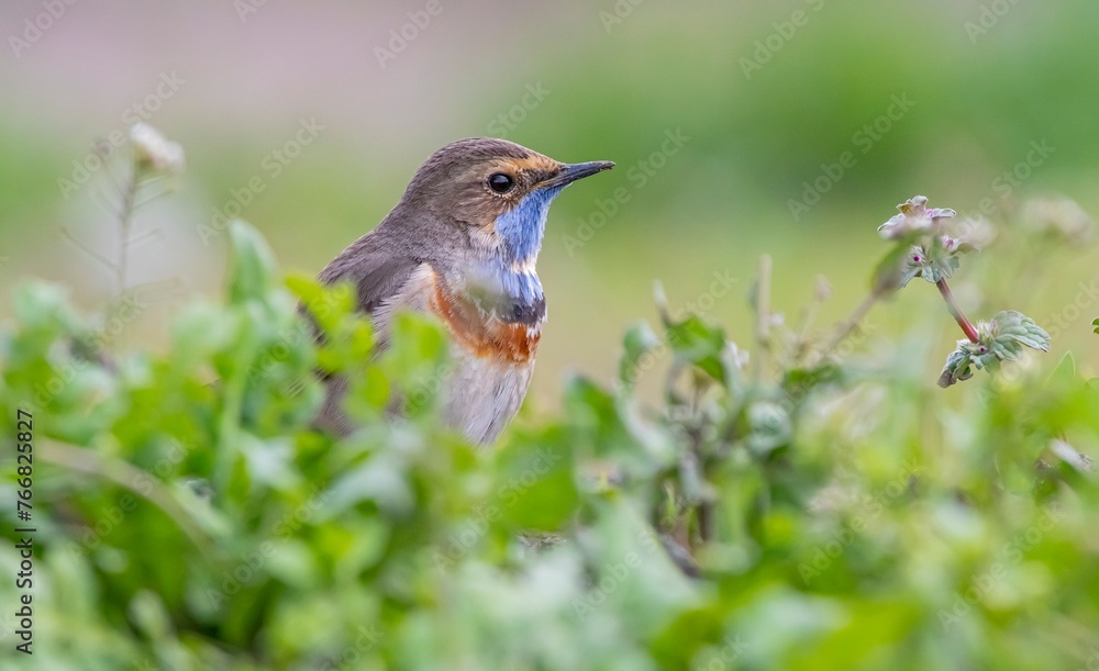 Bluethroat (Luscinia svecica) is a passerine bird that feeds on invertebrates and insects on the edges of small water holes close to wetlands. It is seen in Asia, Europe and Africa. Bluethroat (Luscinia svecica) is a passerine bird that feeds on invertebrates and insects on the edges of small water holes close to wetlands. It is seen in Asia, Europe and Africa.