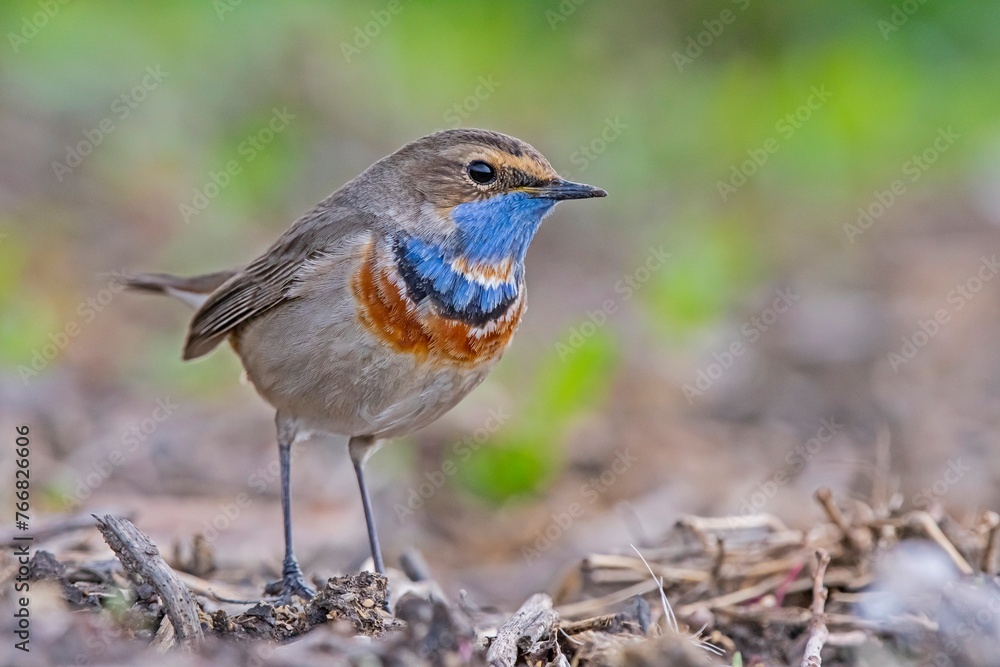 Bluethroat (Luscinia svecica) is a passerine bird that feeds on invertebrates and insects on the edges of small water holes close to wetlands. It is seen in Asia, Europe and Africa. Bluethroat (Luscinia svecica) is a passerine bird that feeds on invertebrates and insects on the edges of small water holes close to wetlands. It is seen in Asia, Europe and Africa.