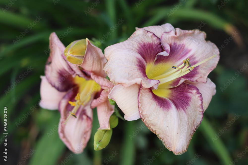Fototapeta premium Beautiful purple daylilies. Flowers. Close-up. Selective focus. Copyspace