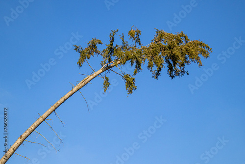 gebogener Windschiefer Baum gegen blauen Himmel