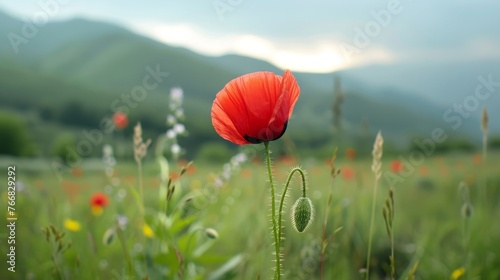 Open bud of red poppy flower 