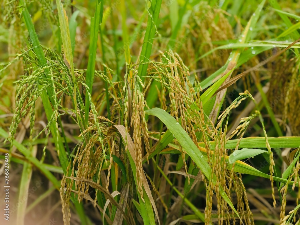 Paddy rice field natural before harvest with blue sky background Paddy rice field natural before harvest with blue sky background