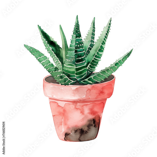 haworthia in pot watercolor good quality and good design
