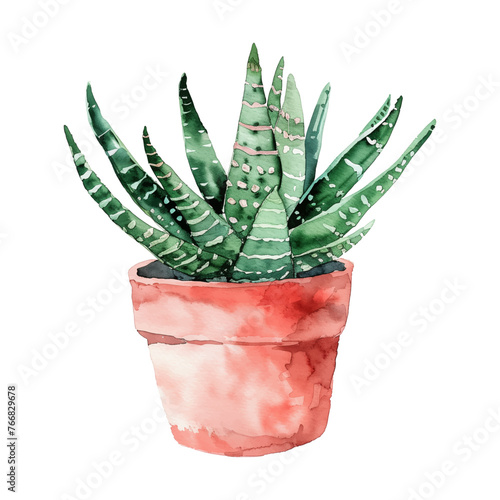 haworthia in pot watercolor good quality and good design