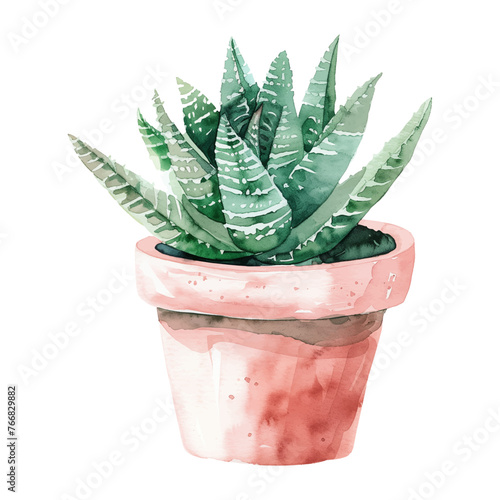 haworthia in pot watercolor good quality and good design