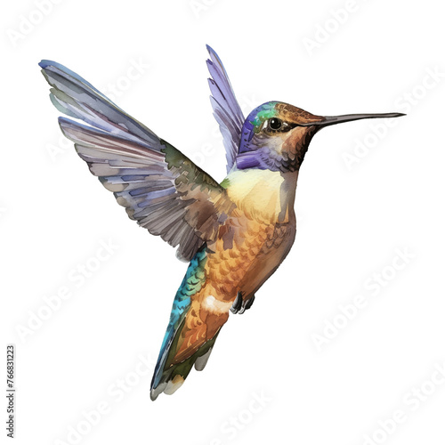 hummingbird watercolor good quality and good design