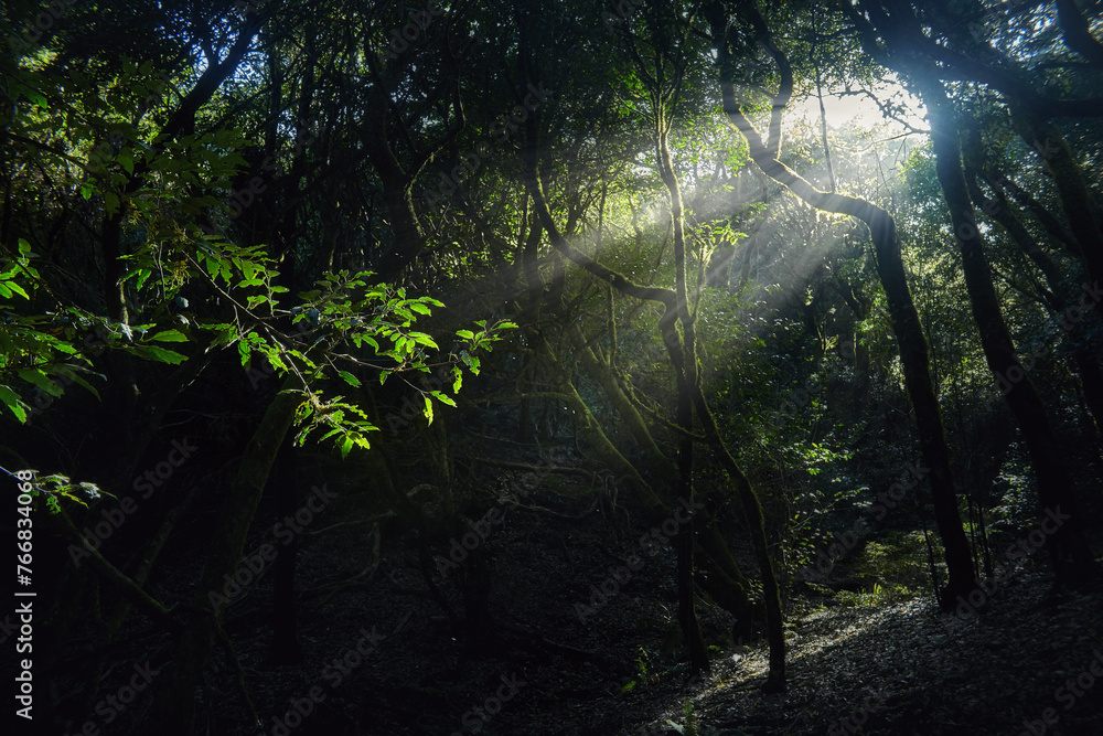 Suns rays filter through the dense canopy of trees in the forest, creating a dappled light effect on the forest floor