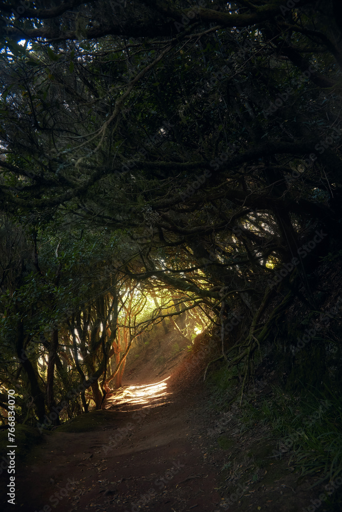 Obraz premium Mysterious trail snakes through dense woods opening to a bright clearing, casting a twilight glow