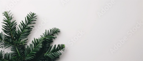  Green plant on white wall