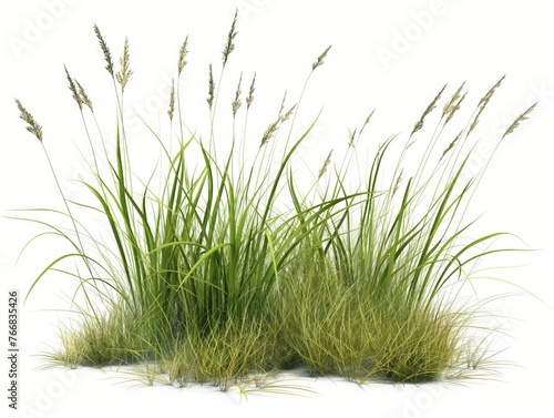 Lush clump of green grass with seed heads against a white backdrop, symbolizing growth and nature.