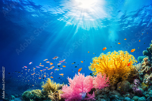 Photo coral reef in the sea