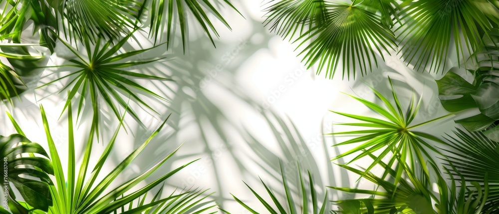   Green leaves on white wall with sunlight filtering through a palm tree