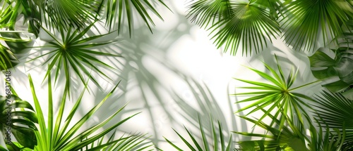   Green leaves on white wall with sunlight filtering through a palm tree