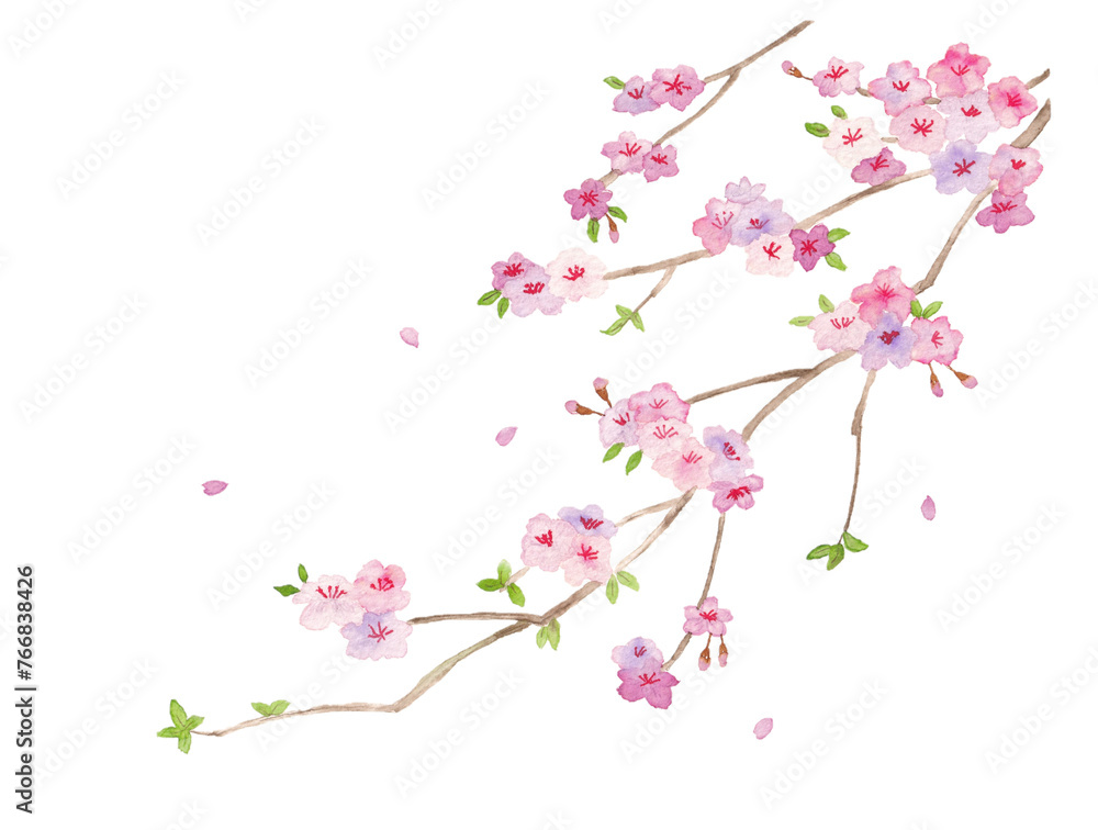 水彩で描いた桜の枝