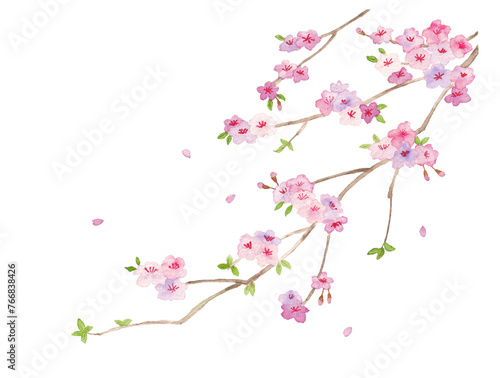 水彩で描いた桜の枝 © kayo