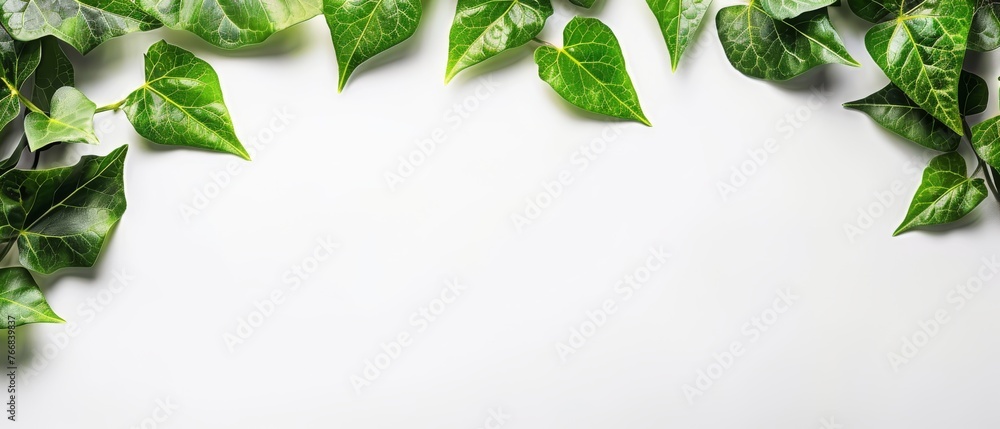 A serene image of lush green foliage atop a pristine white background, providing ample room for text placement below A serene image of lush green foliage atop a pristine white background, providing ample room for text placement below