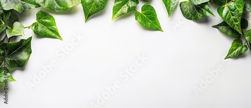   A serene image of lush green foliage atop a pristine white background  providing ample room for text placement below