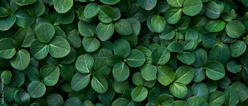 Green plant close-up with leaves on top and bottom Green plant close-up with leaves on top and bottom
