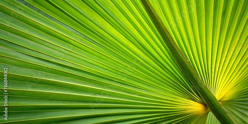 Close-Up Detail of Green Palm Frond - Tropical Foliage