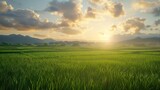 Rice field landscape beautiful countryside photo