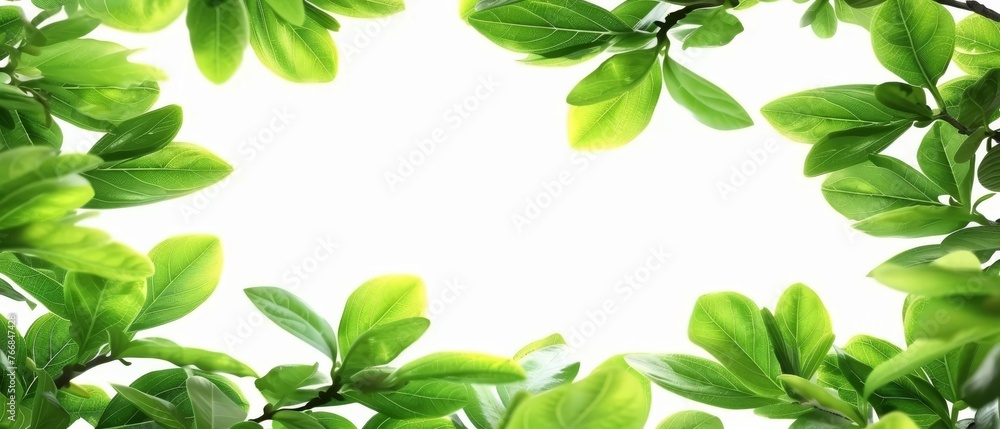   Green leafy plant on white background