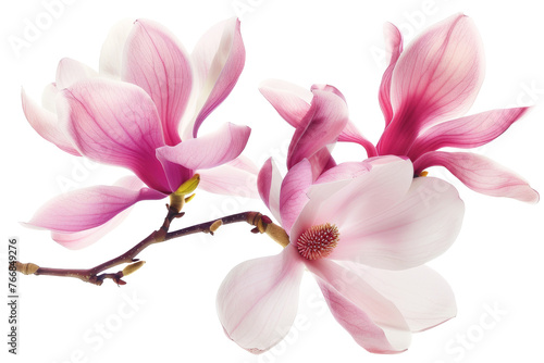 Beautiful pink spring magnolia flowers on a tree branch isolated on white