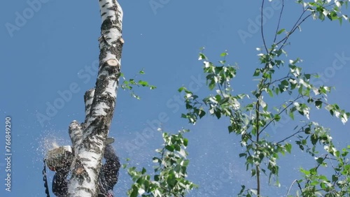 Climber cuts down a tree. slow motion video