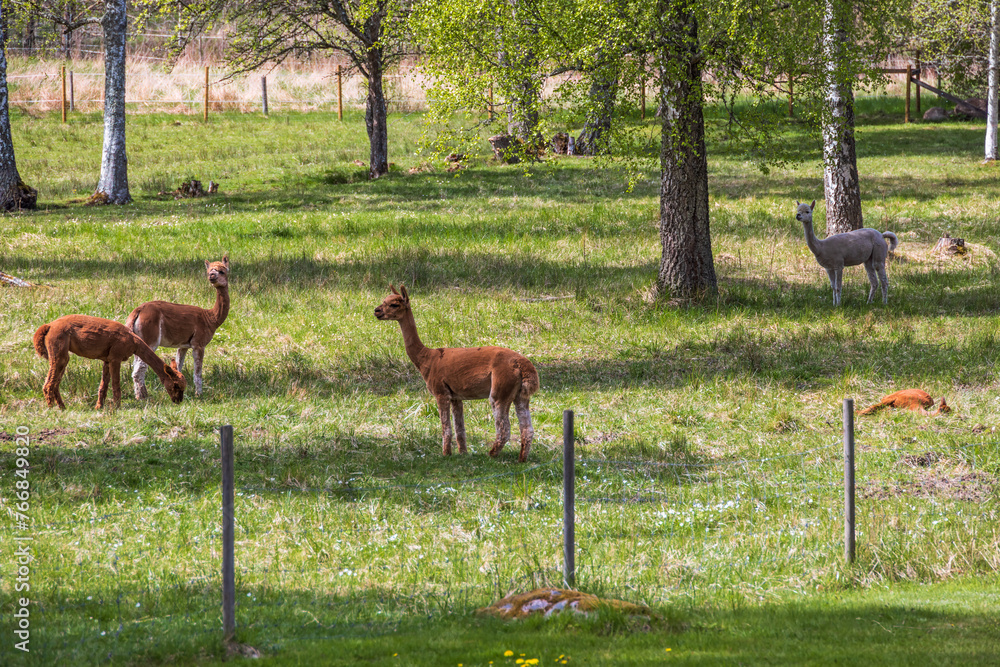 Fototapeta premium Alpaca animals in a pasture in spring