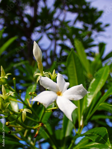 Close-up of white flowers in the sunny day. 