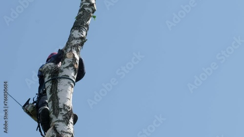 Climber cuts down a tree. slow motion video