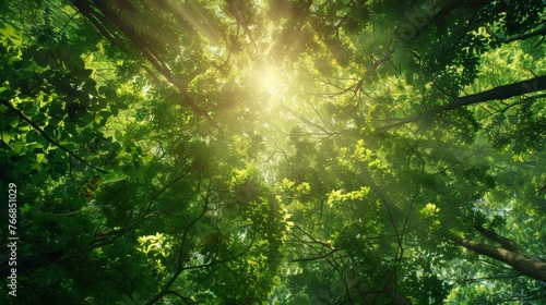 A serene view of sun rays piercing through the dense foliage of a lush green forest