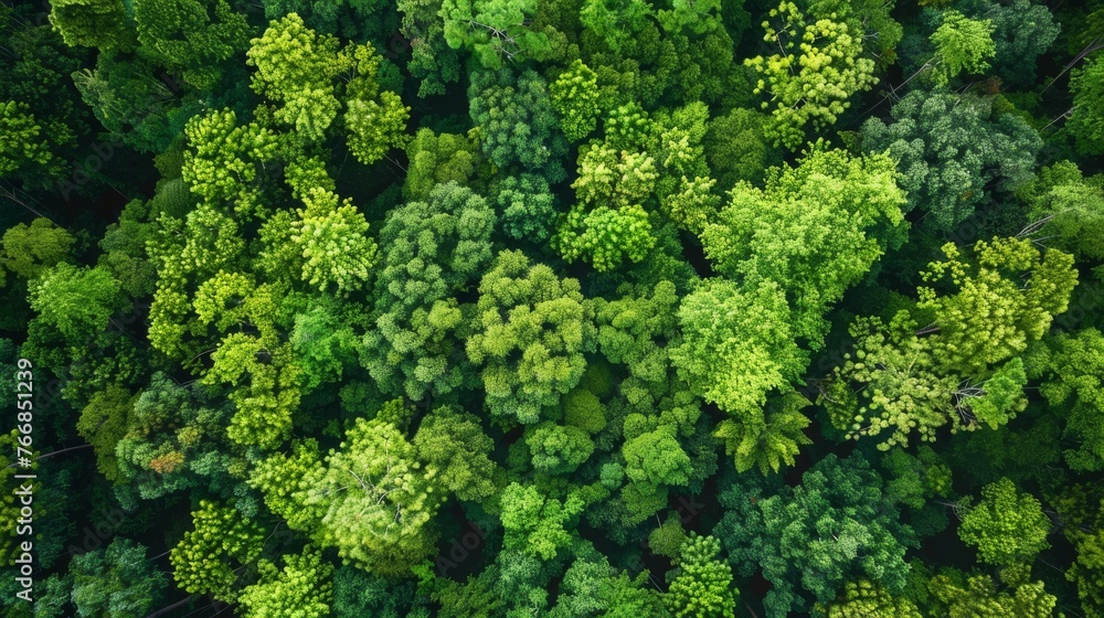 A bird's eye view depicting the intricate patterns and shades of a dense green forest