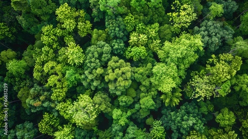 A bird's eye view depicting the intricate patterns and shades of a dense green forest