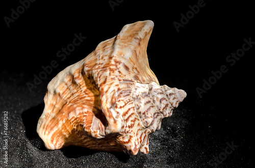 Strombus raninus seashell on a dark background photo