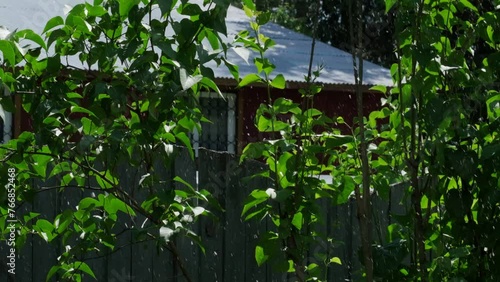 feeder in the forest