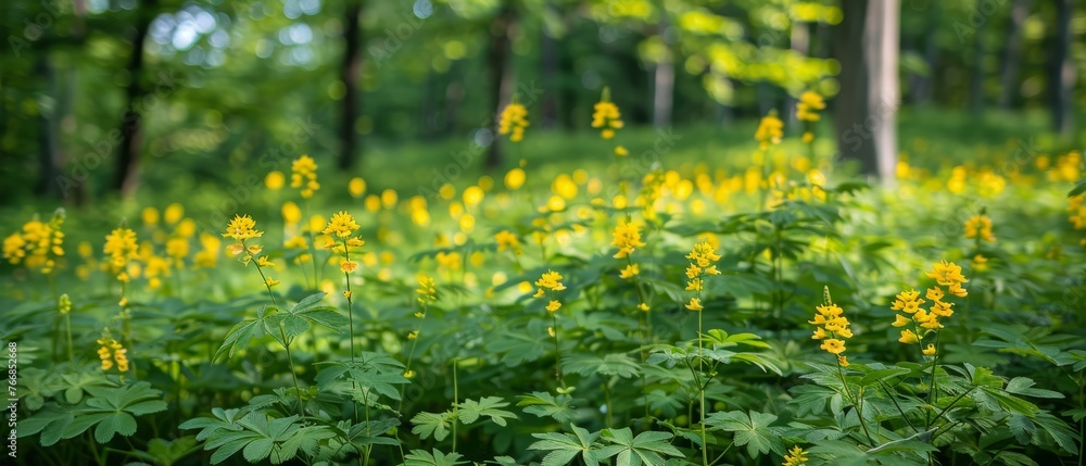 Obraz premium In the heart of a verdant woodland stands a field brimming with golden blooms, surrounded by towering trees