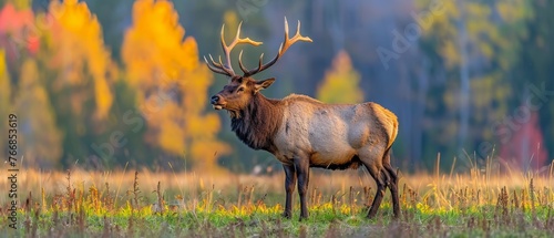  An elk stands majestically in a lush green field surrounded by towering trees and golden grass
