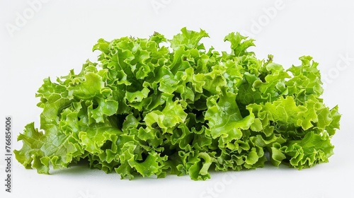 The picture shows Oak Leaf lettuce separated from its surroundings on a white background.