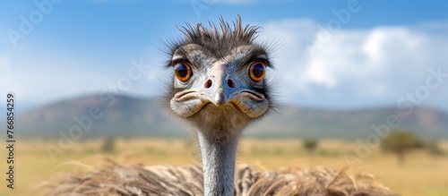 A Casuariiformes bird, the ostrich, is gazing into the camera with a majestic natural landscape of mountains and grassland in the background