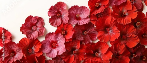   A stunning array of vibrant red blossoms adorns a pristine white table  set against the serene backdrop of a crisp white wall