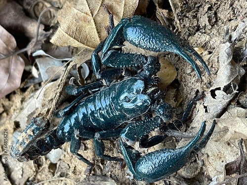 scorpion on the beach